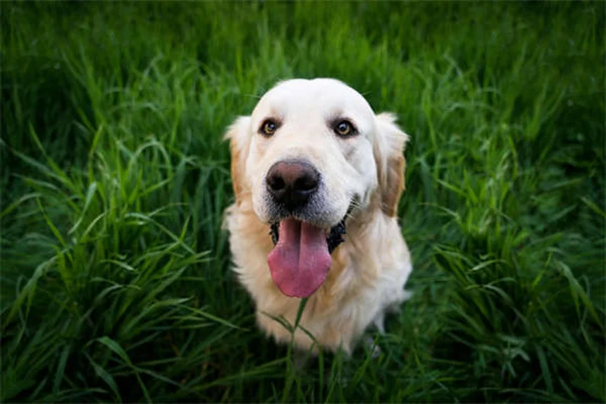 5 Scary Things Living in Your Dog's Bed (And How to Clean Them Out)