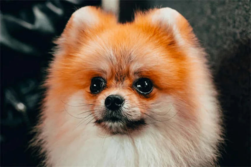 5 Best Dog Aging Supplements to Boost NAD+ for Senior Pets