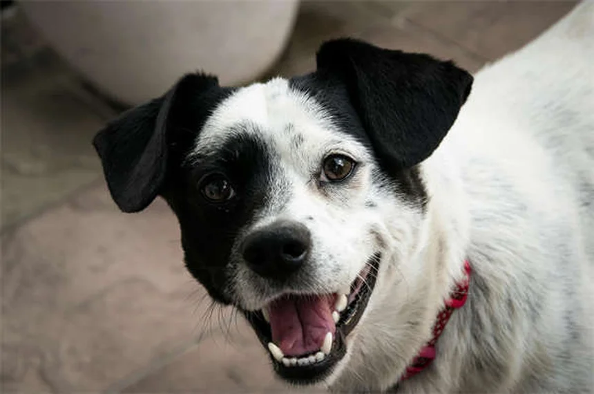 5 Best Dog Aging Supplements to Boost NAD+ for Senior Pets
