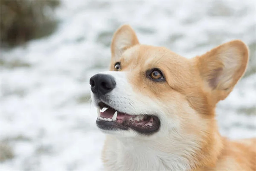Brown Dog Tick Prevention: 5 Essential Steps to Protect Your Pet