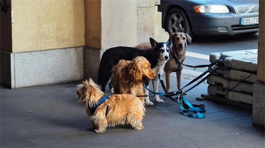 Why Do Dogs Bring You Toys? 3 Adorable Reasons Explained