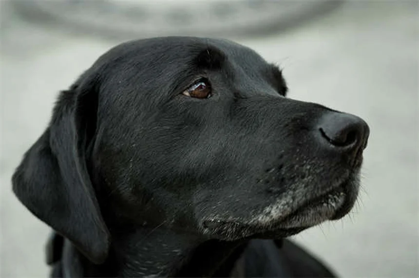 Why Do Dogs Bring You Toys? 3 Adorable Reasons Explained