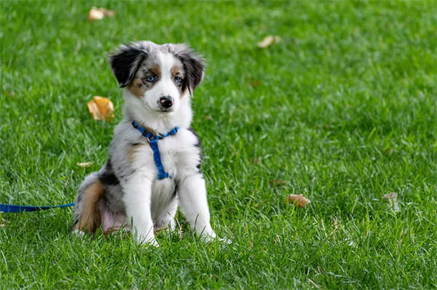 Why Do Cats Bury Their Poop? 5 Fascinating Reasons Explained