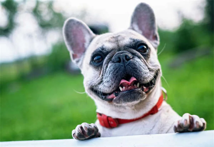 Why Do Cats Bury Their Poop? 5 Fascinating Reasons Explained