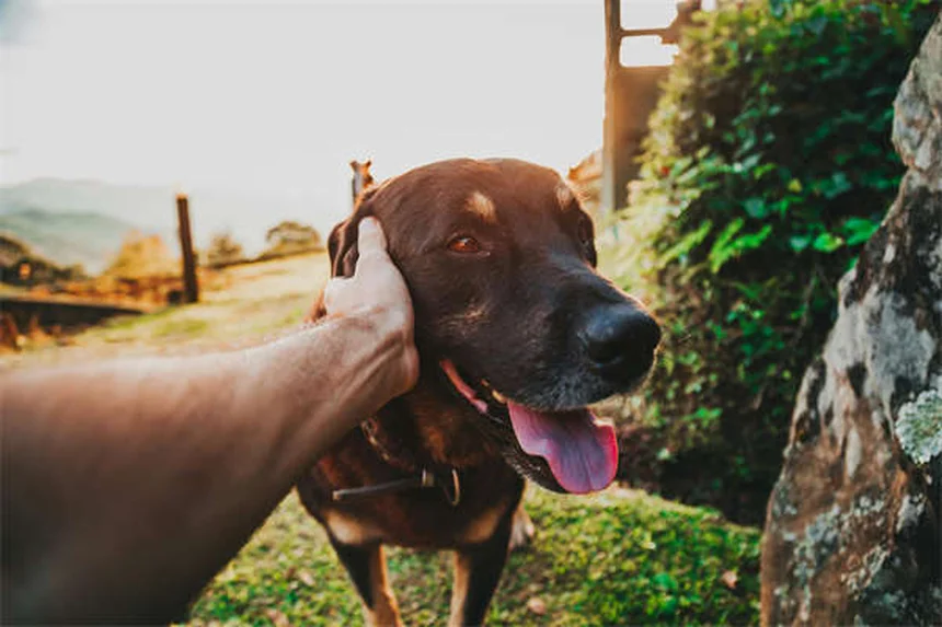 Why Is My Dog Drooling So Much? 5 Common Causes & When to Worry