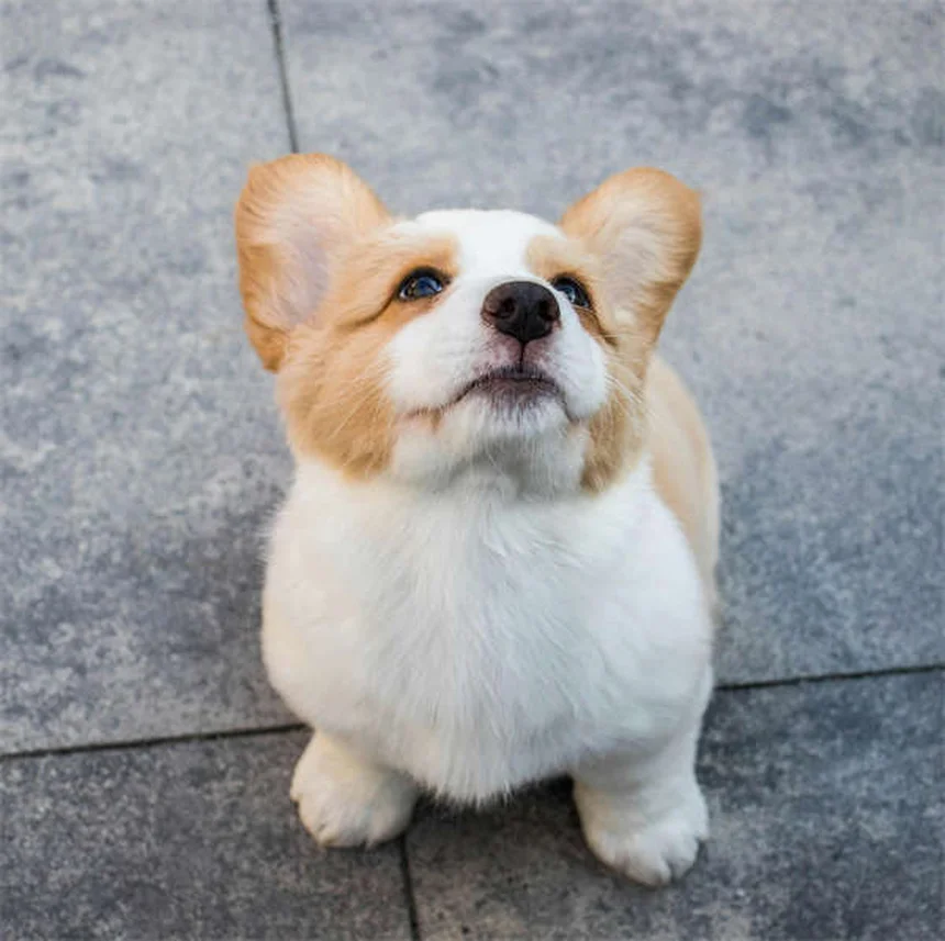 Why Is My Dog Drooling So Much? 5 Common Causes & When to Worry