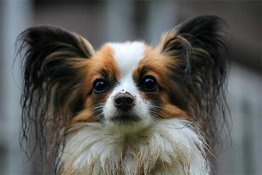 When Does a Pet Become a Senior? The Complete Guide to Senior Pet Care