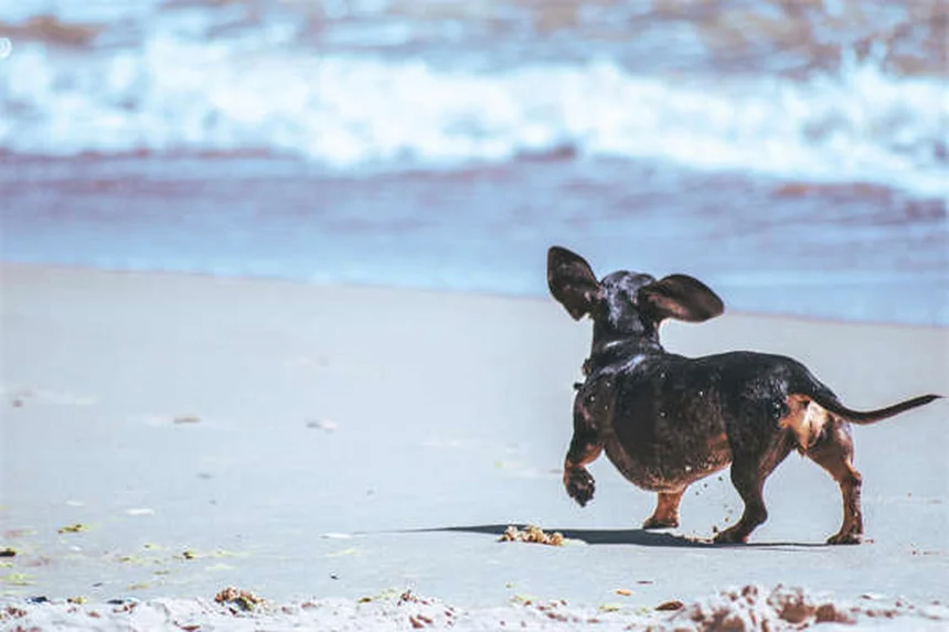 Why Is My Cat Scooting? 6 Common Causes & When to Worry