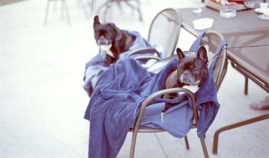 5 Warning Signs of Neurological Disorders in Dogs You Should Never Ignore