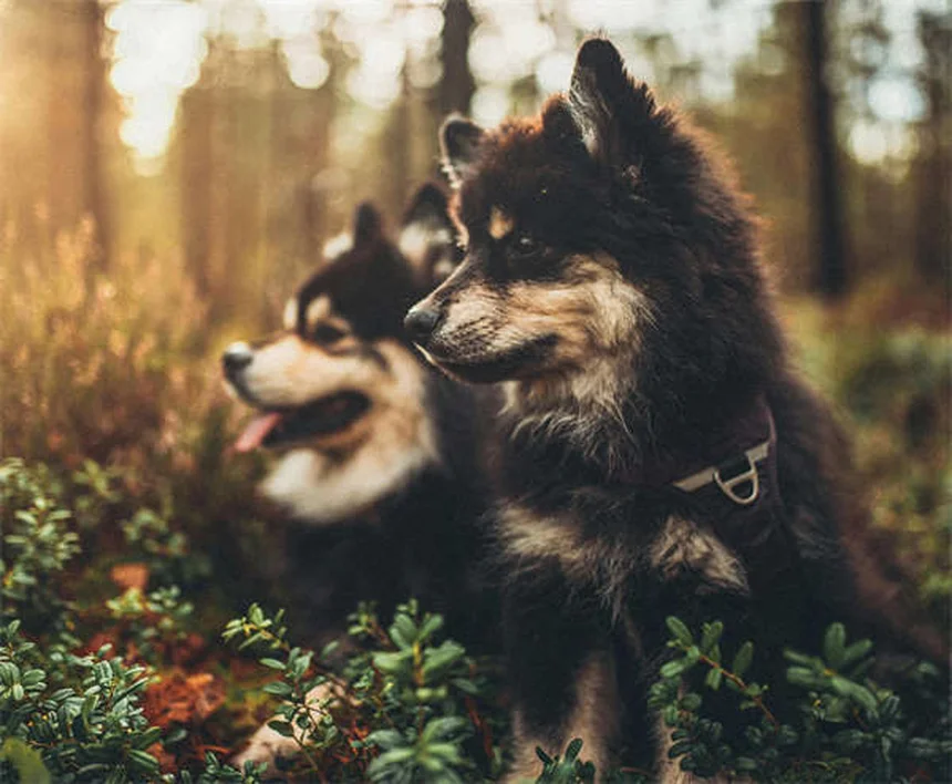 5 Warning Signs of Neurological Disorders in Dogs You Should Never Ignore