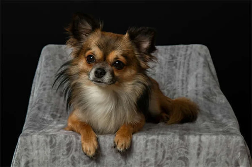 Gabapentin for Dogs: Uses, Dosage & Side Effects Explained