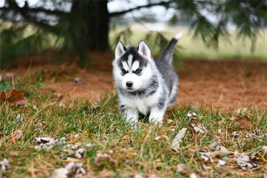 Gabapentin for Dogs: Uses, Dosage & Side Effects Explained