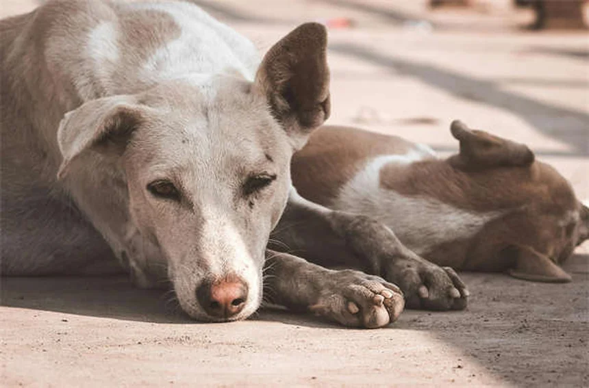 Best Dog Anxiety Medications: What Works & When to Use Them