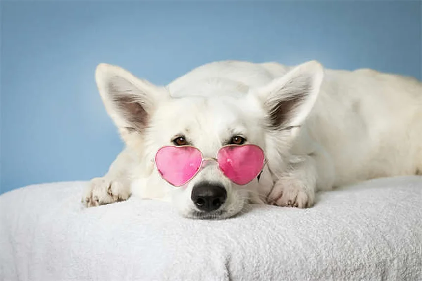 Best Dog Anxiety Medications: What Works & When to Use Them