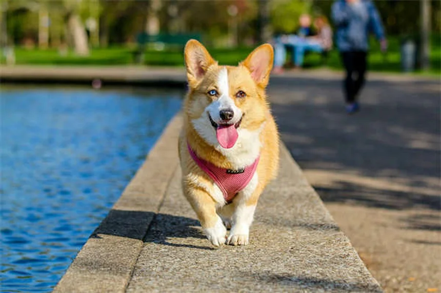Best Kidney Diet for Dogs: What to Feed & Nutritional Guide