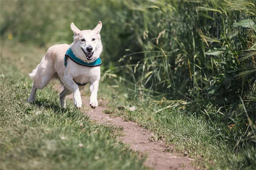 Best Kidney Diet for Dogs: What to Feed & Nutritional Guide