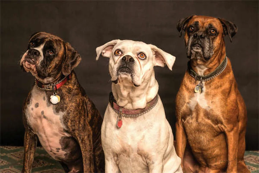 Best No-Pull Dog Harness: Stop Leash Pulling Fast (2024 Guide)