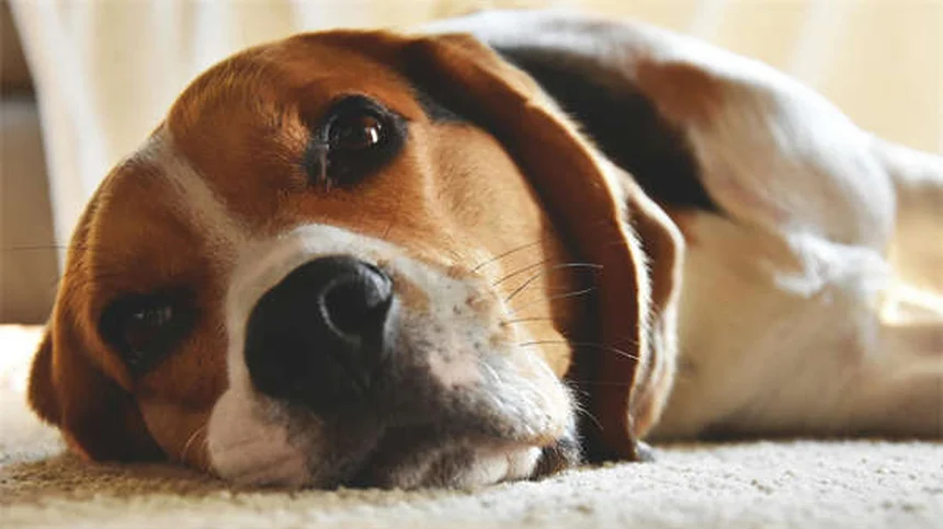 Dog Back Pain: 5 Signs Your Pup Needs Help Now