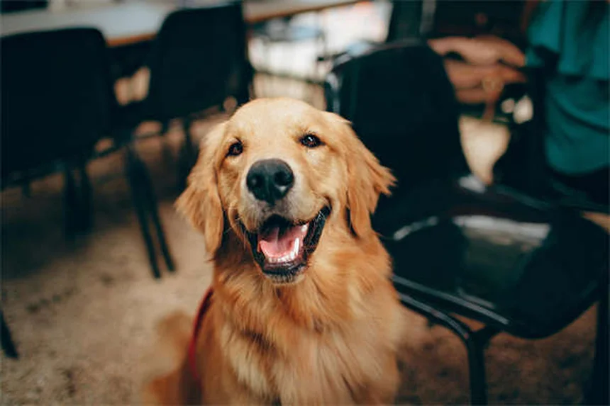 Dog Back Pain: 5 Signs Your Pup Needs Help Now
