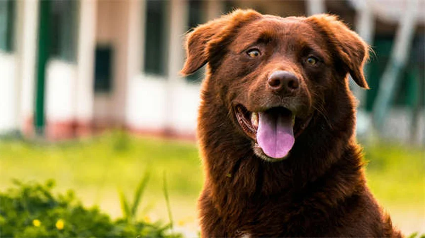 Dog Back Pain: 5 Signs Your Pup Needs Help Now