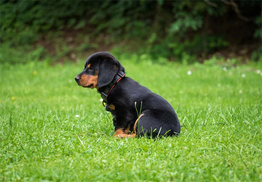 Ehrlichiosis in Dogs: 5 Must-Know Symptoms & Treatment Tips