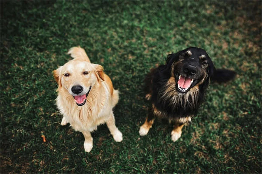 Can Dogs Eat Honey? 5 Surprising Benefits & Safety Tips