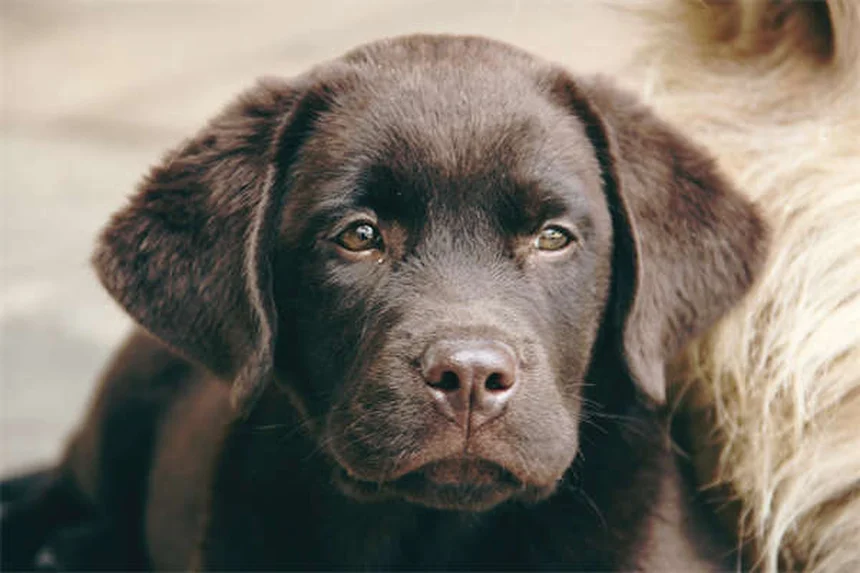 Can Dogs Eat Honey? 5 Surprising Benefits & Safety Tips