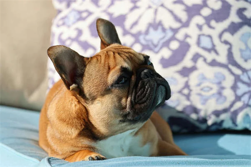 Why Do Dogs Sigh? 5 Surprising Reasons Behind That Dramatic Exhale