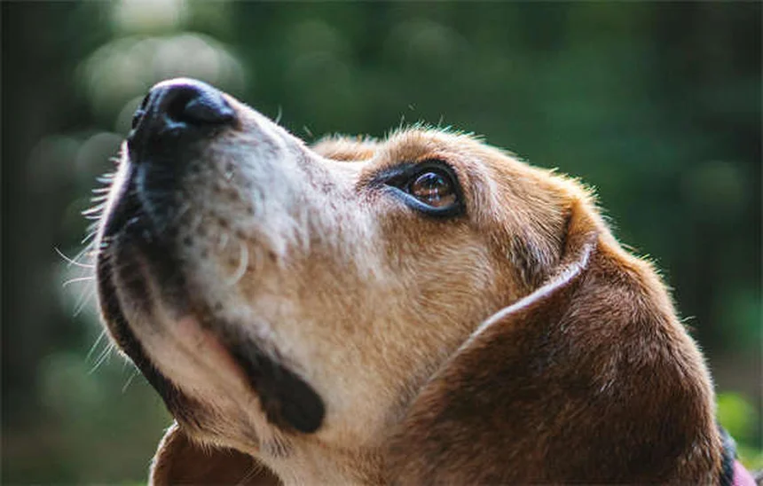 Canine Leukemia: 5 Warning Signs Every Dog Owner Must Know