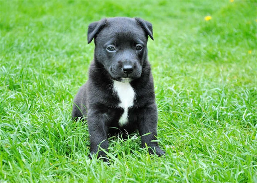 Canine Leukemia: 5 Warning Signs Every Dog Owner Must Know