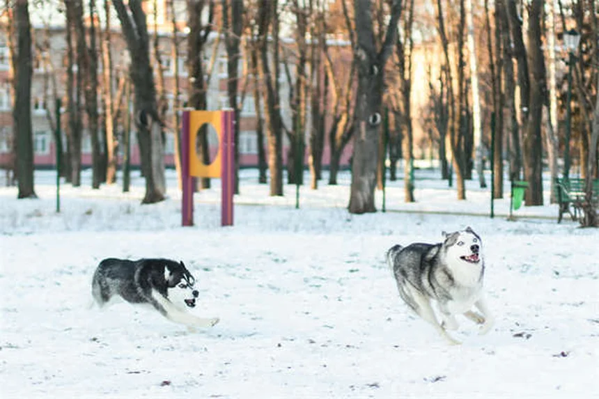 Canine Leukemia: 5 Warning Signs Every Dog Owner Must Know