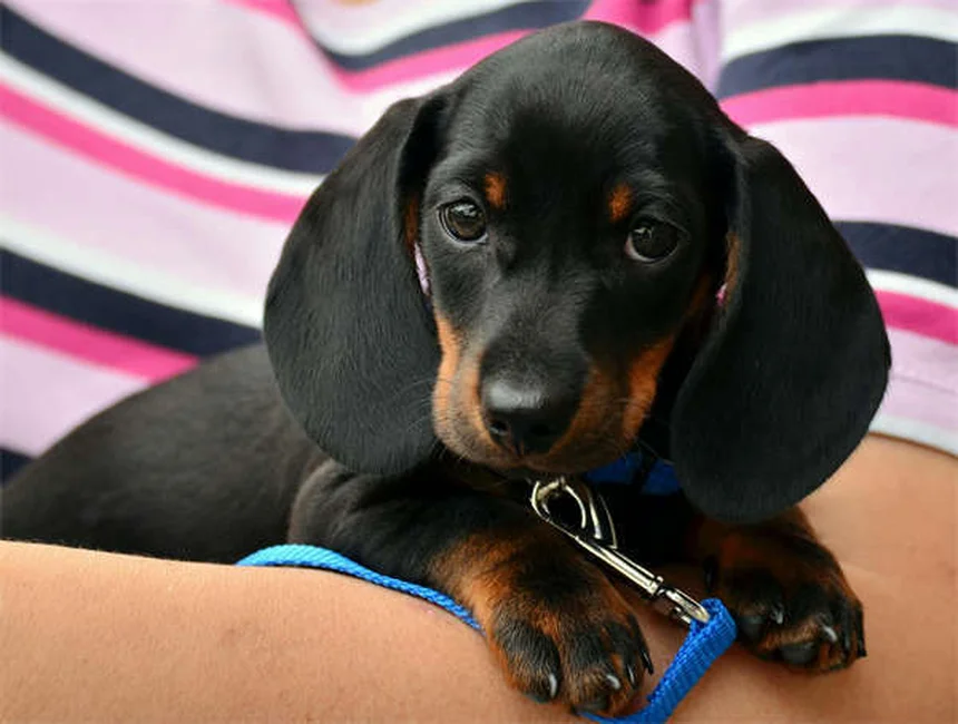 Dog Diarrhea: 5 Must-Know Facts Every Pet Owner Needs