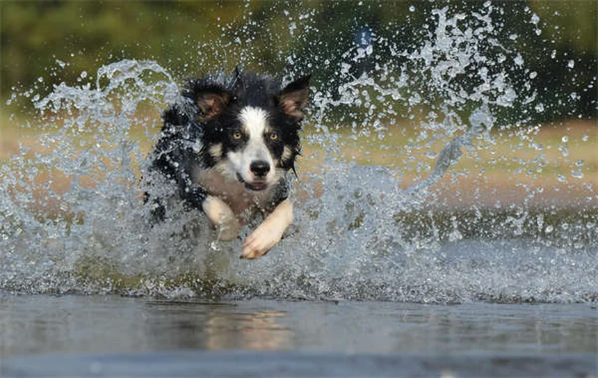 Dog Diarrhea: 5 Must-Know Facts Every Pet Owner Needs