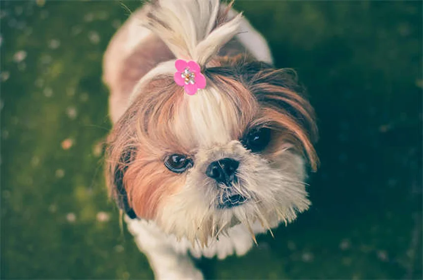Temaril-P for Dogs: Uses, Dosage & Side Effects Explained