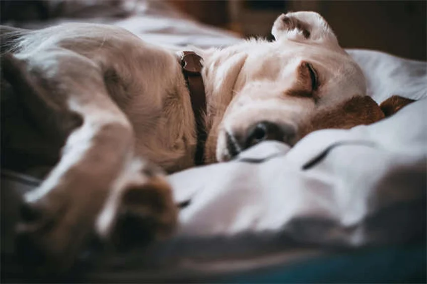 Temaril-P for Dogs: Uses, Dosage & Side Effects Explained