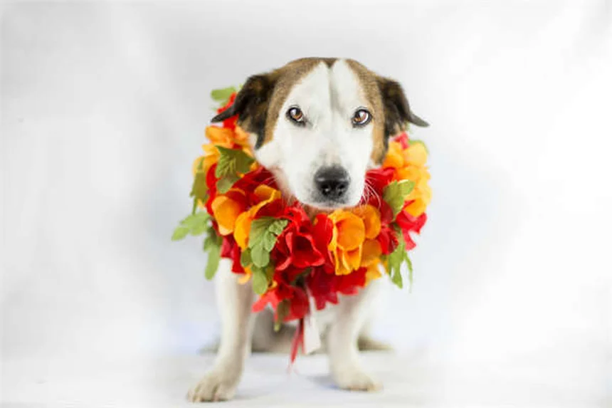 Why Do Dogs Eat Grass? 5 Surprising Reasons Explained