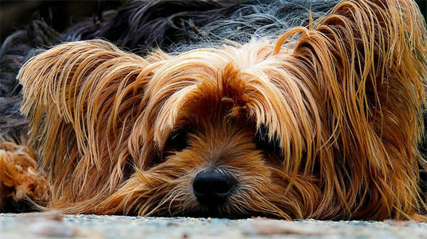 Why Do Dogs Eat Grass? 5 Surprising Reasons Explained