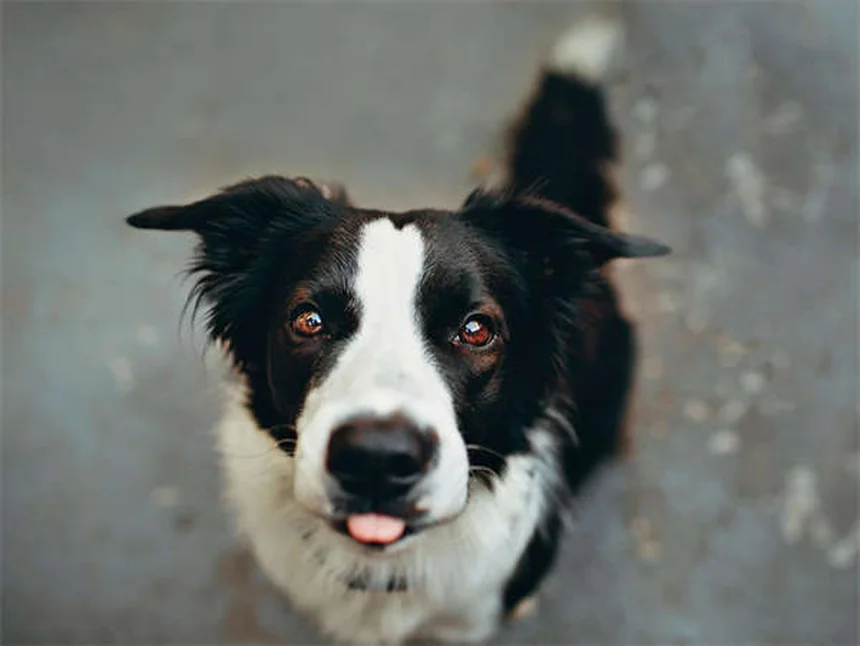 How to Check Your Dog for Ticks: 5 Essential Steps to Protect Your Pup