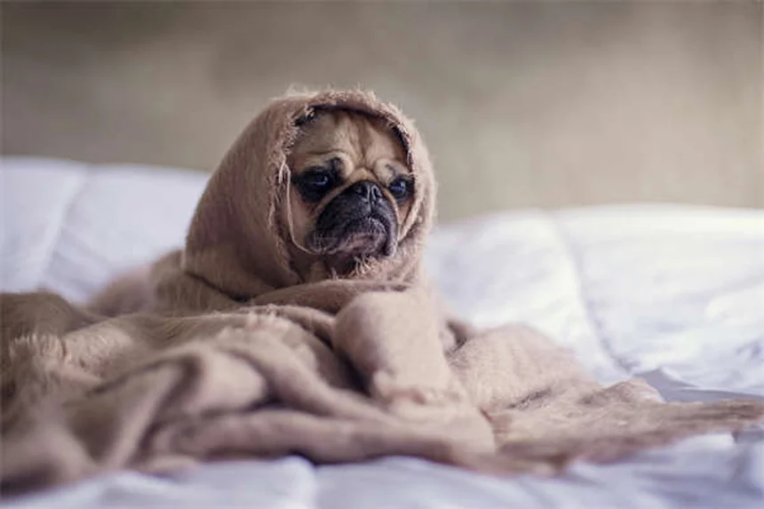 Pinworm Infection in Gerbils: Symptoms, Treatment & Prevention