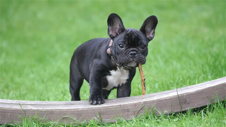 Blood in Dog Urine: 5 Urgent Signs You Should Never Ignore