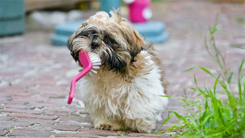 What Is Sucralfate? Uses, Side Effects & Safety Guide for Pets