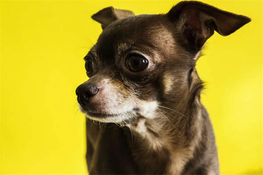 What Is Sucralfate? Uses, Side Effects & Safety Guide for Pets