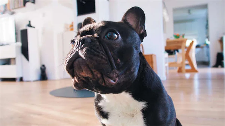 Fibrosarcoma in Dogs: Symptoms, Treatment & Survival Guide