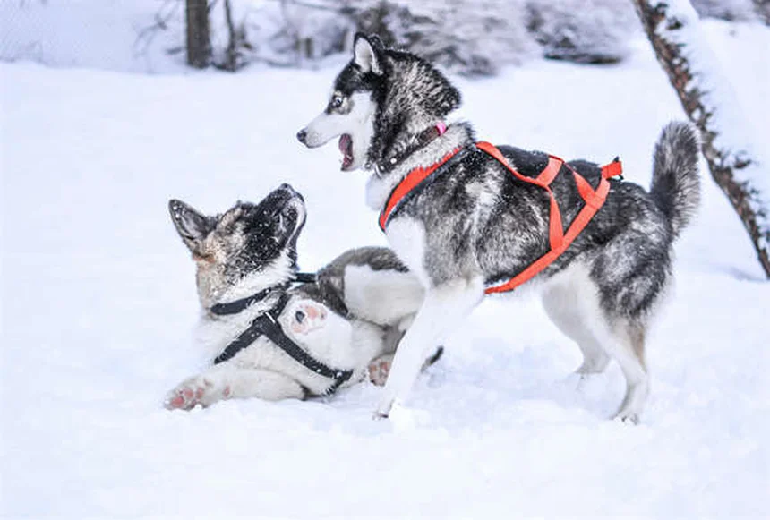 Fibrosarcoma in Dogs: Symptoms, Treatment & Survival Guide