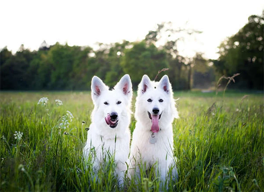 10 Must-Have Puppy Essentials for Your New Fur Baby