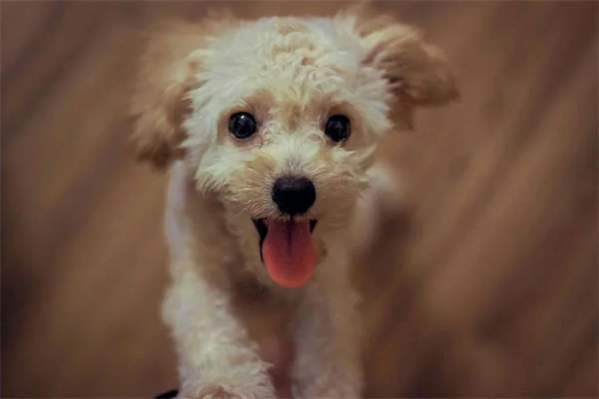 Senior Dog Health Problems: 7 Warning Signs Every Pet Owner Should Know