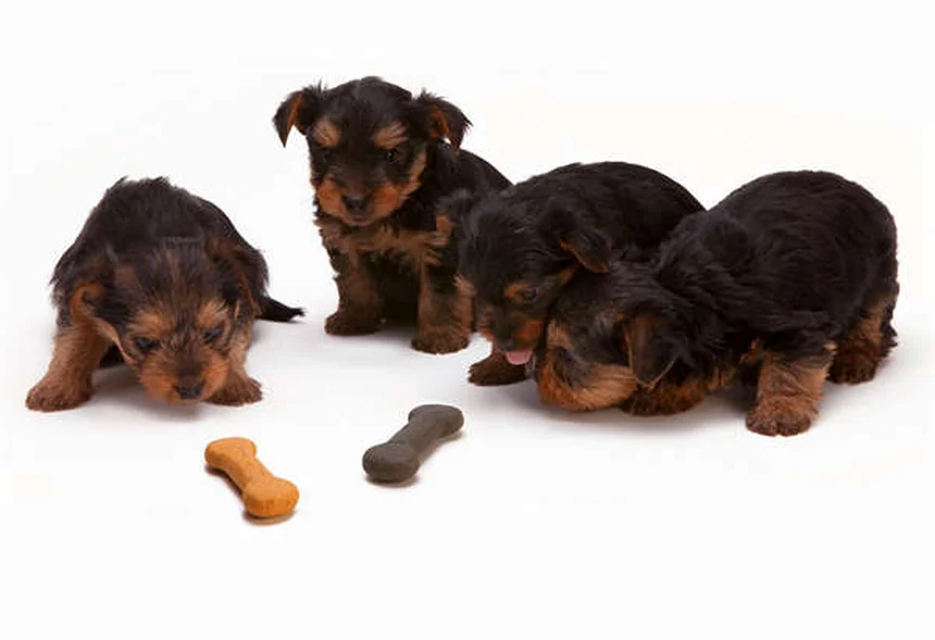 7 Ways Dogs Get Fleas & How to Prevent Them Fast