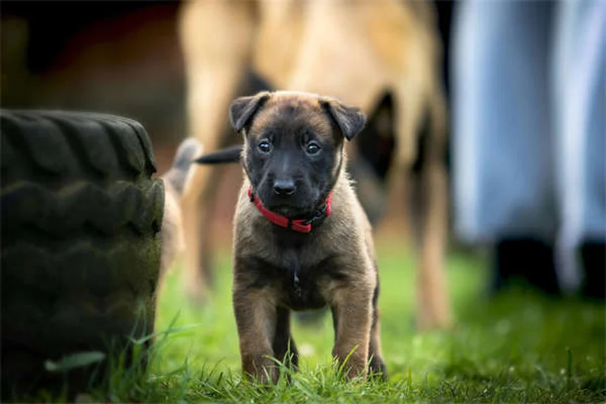 7 Ways Dogs Get Fleas & How to Prevent Them Fast