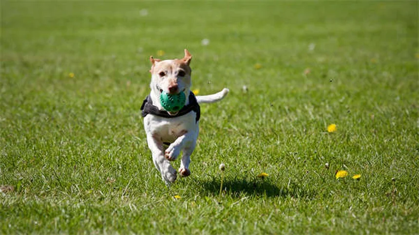 7 Ways Dogs Get Fleas & How to Prevent Them Fast
